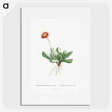 1-40_Histoire-des-Plantes-Grasses_picture