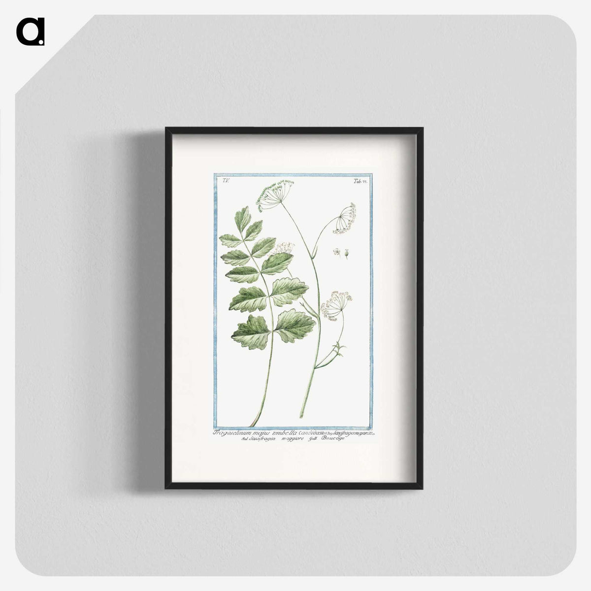 1-40_Hortus-Romanus-Botanical-Plates_blk