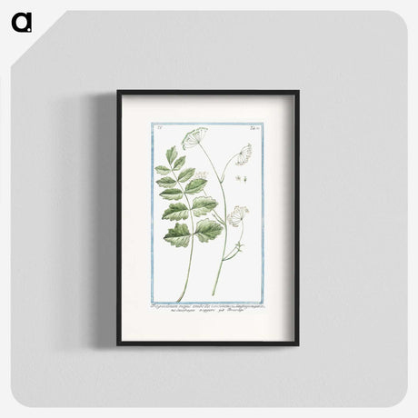 1-40_Hortus-Romanus-Botanical-Plates_blk