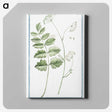 1-40_Hortus-Romanus-Botanical-Plates_canvas