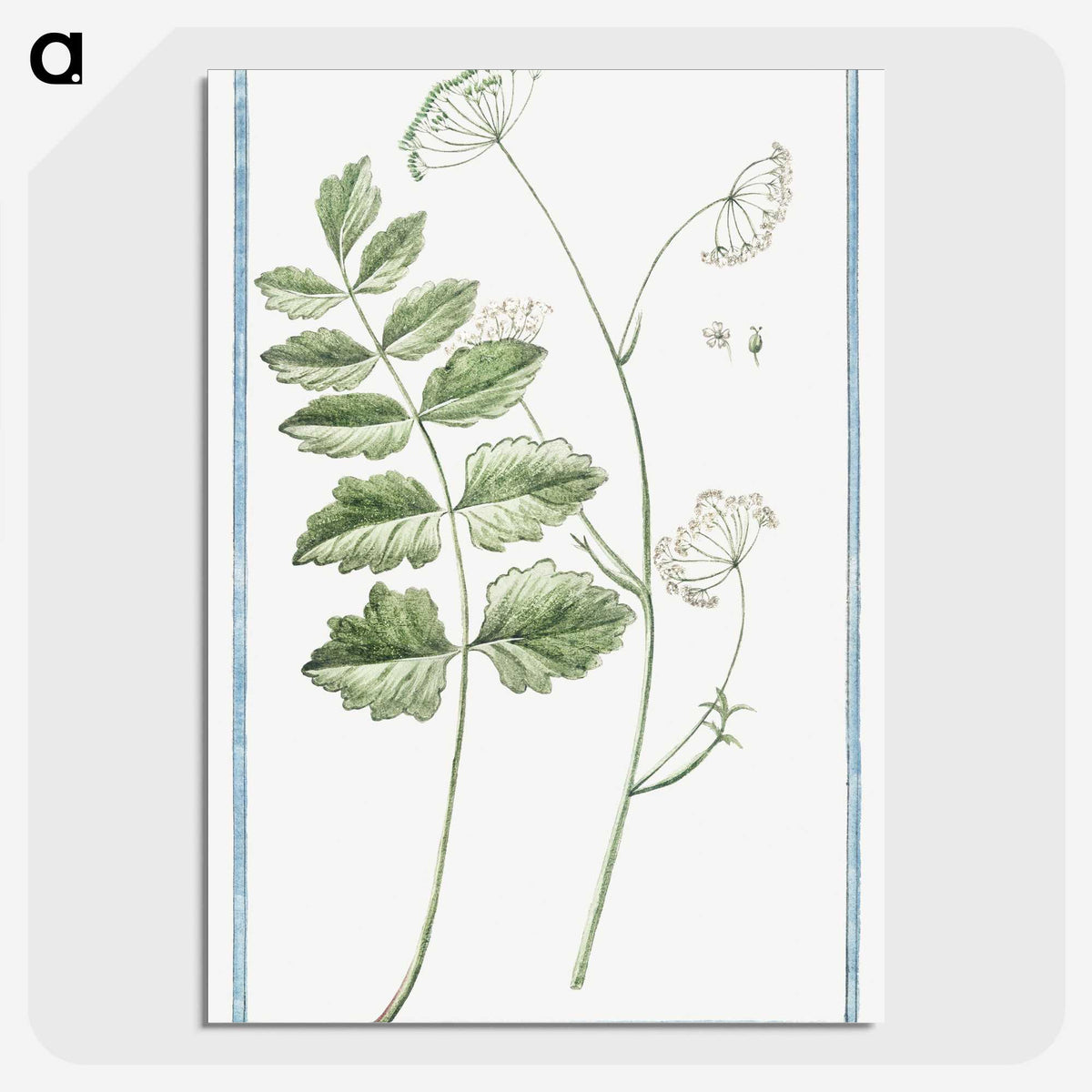 1-40_Hortus-Romanus-Botanical-Plates_picture-crop