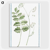 1-40_Hortus-Romanus-Botanical-Plates_picture-crop