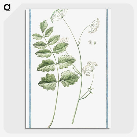 1-40_Hortus-Romanus-Botanical-Plates_picture-crop