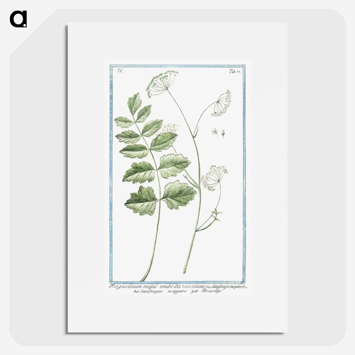 1-40_Hortus-Romanus-Botanical-Plates_picture