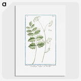 1-40_Hortus-Romanus-Botanical-Plates_picture