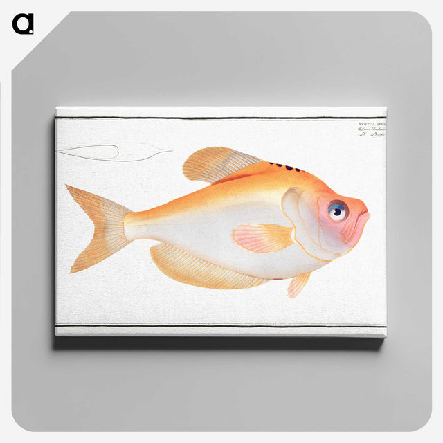 1-40_Ichtyologie-ou-Histoire-naturelle_canvas