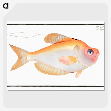 1-40_Ichtyologie-ou-Histoire-naturelle_picture-crop