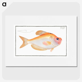 1-40_Ichtyologie-ou-Histoire-naturelle_picture