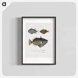 1-40_Indian-Zoology_blk