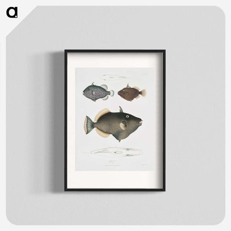 1-40_Indian-Zoology_blk
