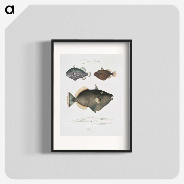1-40_Indian-Zoology_blk