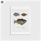 1-40_Indian-Zoology_hagaki