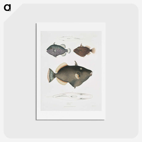 1-40_Indian-Zoology_hagaki
