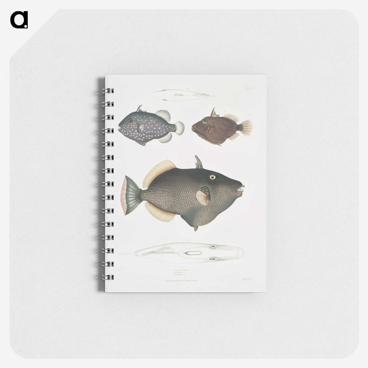 1-40_Indian-Zoology_memo