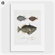 1-40_Indian-Zoology_picture