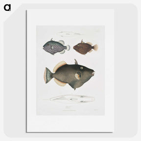 1-40_Indian-Zoology_picture