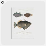 1-40_Indian-Zoology_postcard