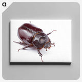 1-40_Insects-Unlocked-Project_canvas