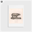 アートポストカード-Rhinoceros of Africa
 - ジェームス ヒース Postcard.