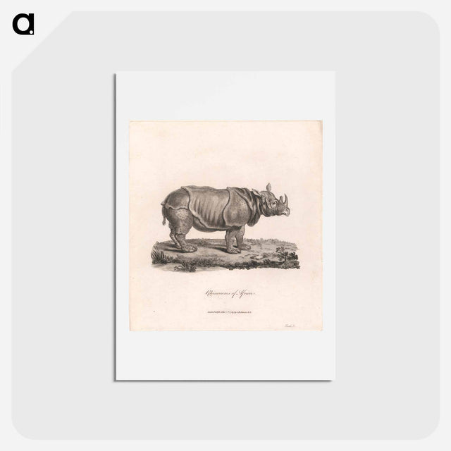 アートポストカード-Rhinoceros of Africa
 - ジェームス ヒース Postcard.