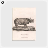 アートポストカード-Rhinoceros of Africa
 - ジェームス ヒース Postcard.