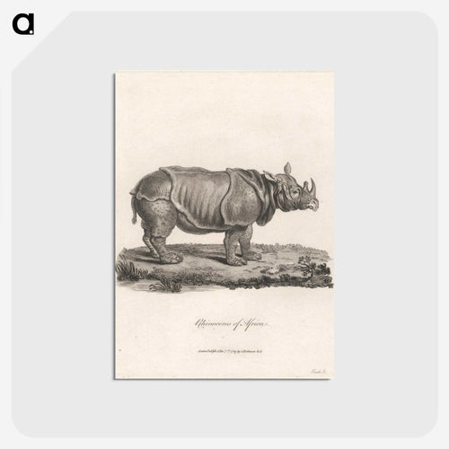 Rhinoceros of Africa
 - ジェームス ヒース Postcard.