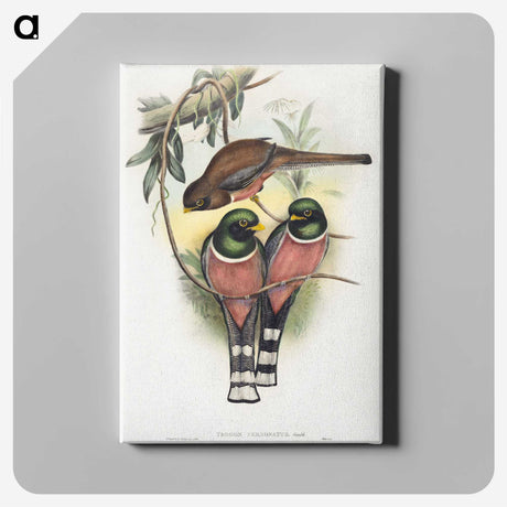 1-40_John-Gould_canvas