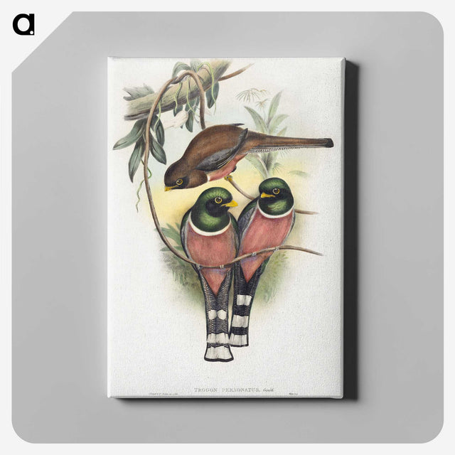 1-40_John-Gould_canvas