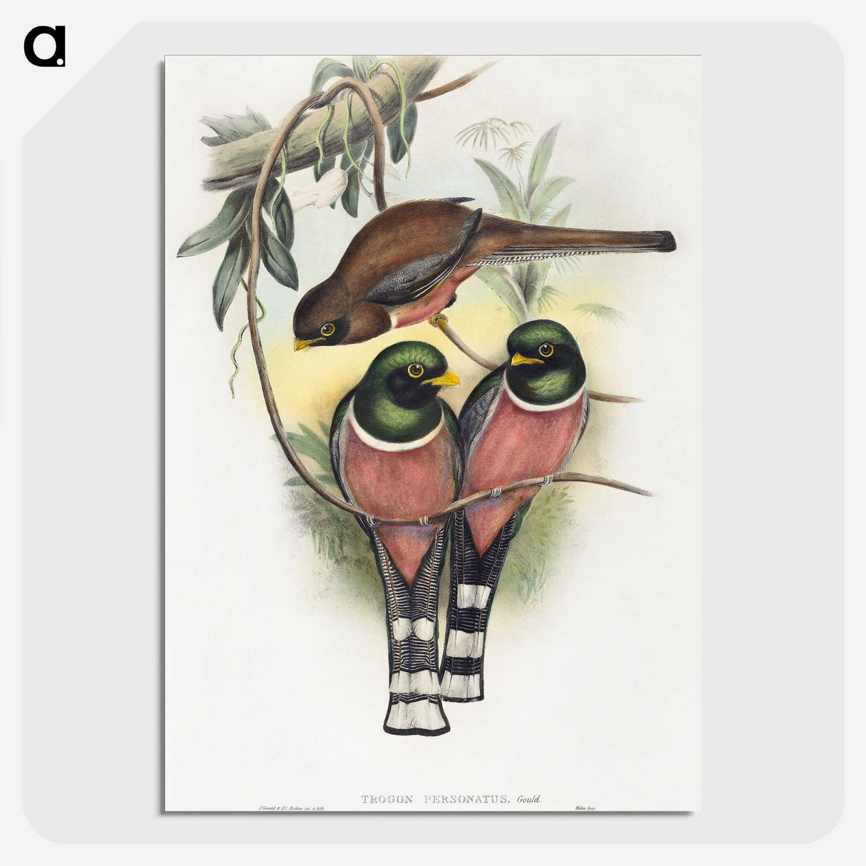1-40_John-Gould_picture-crop