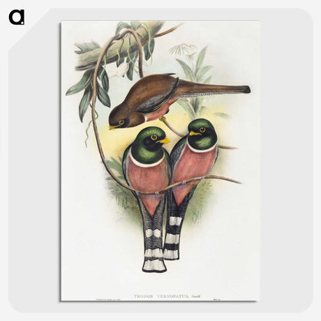 1-40_John-Gould_picture-crop