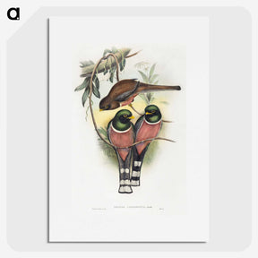 1-40_John-Gould_picture