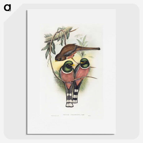 1-40_John-Gould_picture
