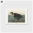 アートポストカード-American Scoter Duck
 - ジョン ジェームス オーデュボン Postcard.