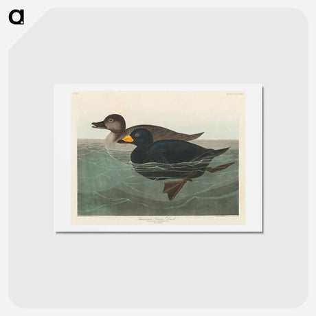 アートポストカード-American Scoter Duck
 - ジョン ジェームス オーデュボン Postcard.