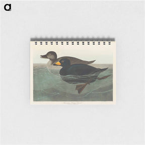 アートメモ帳-American Scoter Duck
 - ジョン ジェームス オーデュボン Memo.