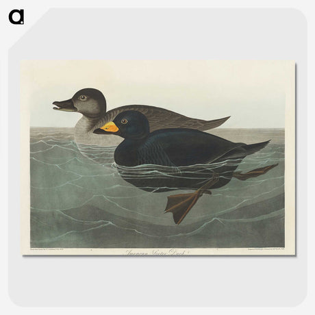 1-40_John-James-Audubon_picture-crop