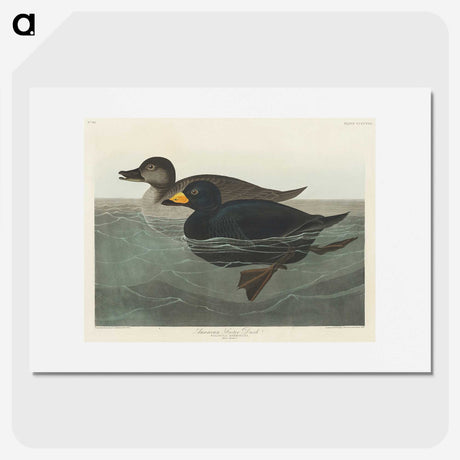 1-40_John-James-Audubon_picture