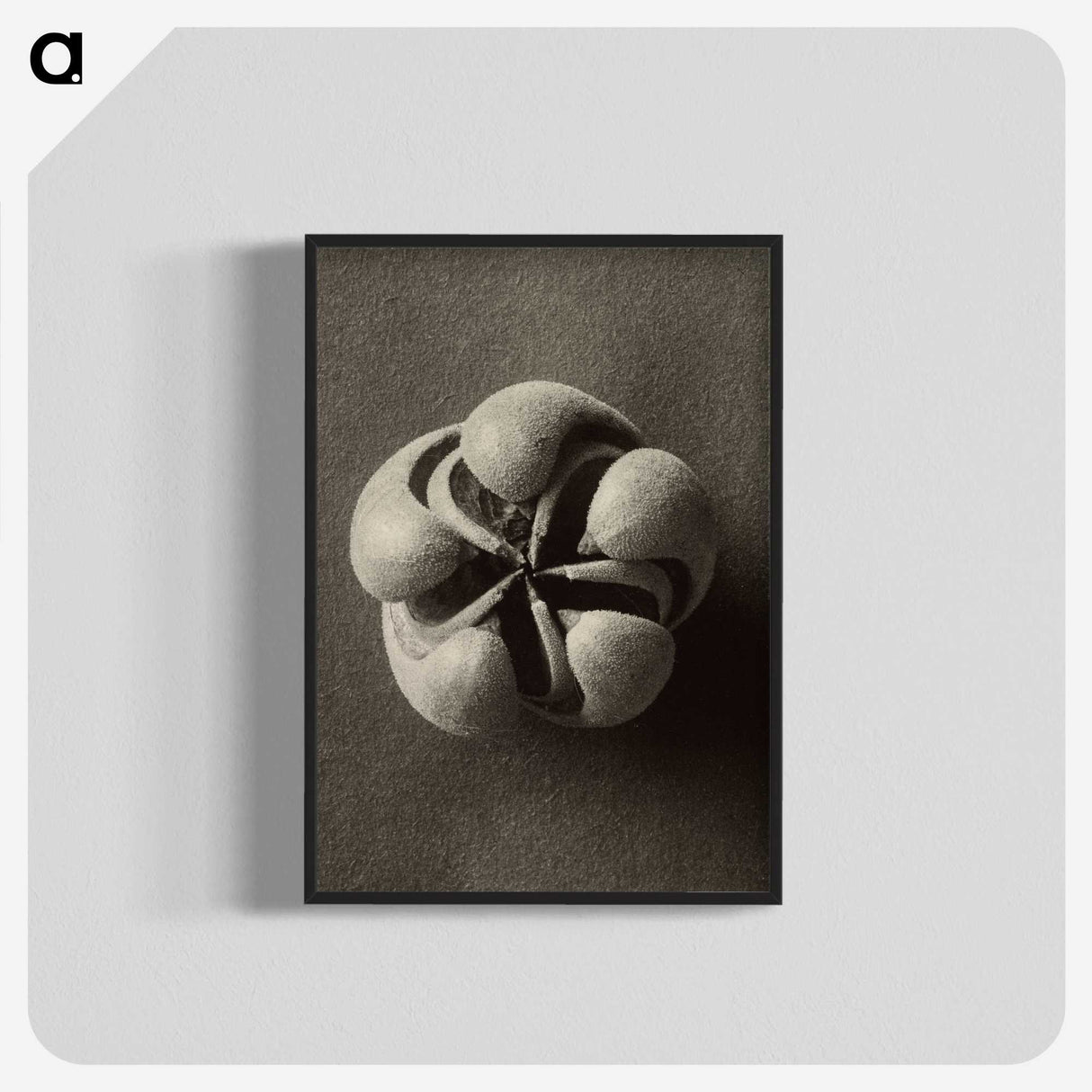 1-40_Karl-Blossfeldt_blk-crop