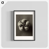 1-40_Karl-Blossfeldt_blk