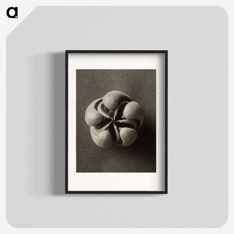 1-40_Karl-Blossfeldt_blk