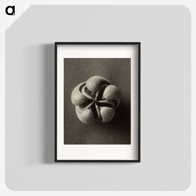 1-40_Karl-Blossfeldt_blk