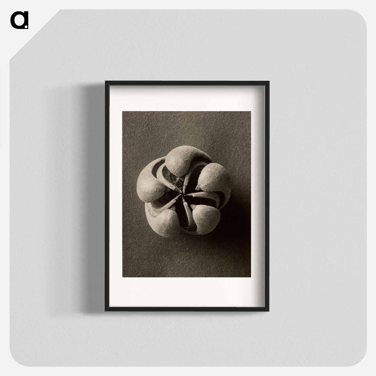 Blumenbachia hieronymi - Karl Blossfeldt Poster.