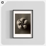 Blumenbachia hieronymi - Karl Blossfeldt Poster.