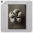 1-40_Karl-Blossfeldt_canvas