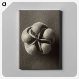 1-40_Karl-Blossfeldt_canvas