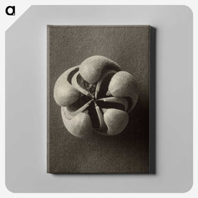 1-40_Karl-Blossfeldt_canvas