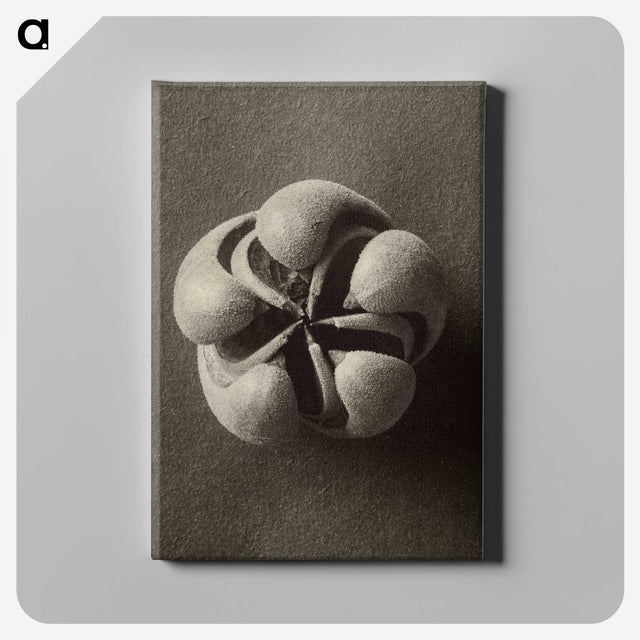 1-40_Karl-Blossfeldt_canvas