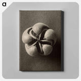 Blumenbachia hieronymi - カール ブロスフェルト Canvas.
