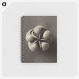 1-40_Karl-Blossfeldt_memo