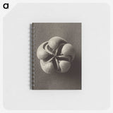 1-40_Karl-Blossfeldt_memo